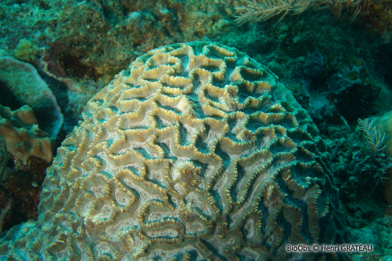 Corail à grands polypes - Oulophyllia crispa - Henri GRATEAU - BioObs