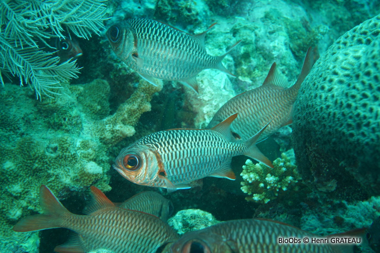 Marignan ombré - Myripristis adusta - Henri GRATEAU - BioObs