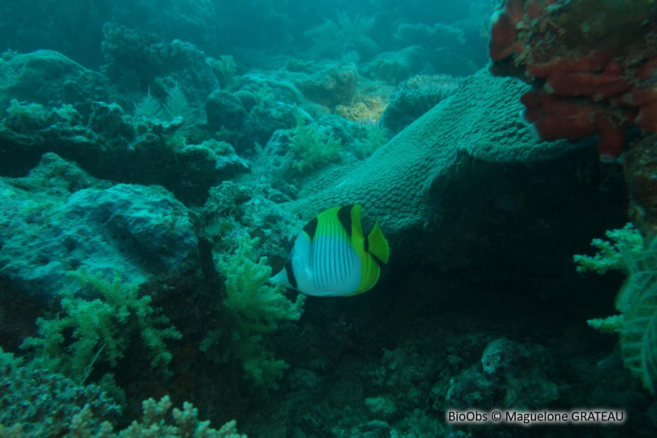 Poisson-papillon à selles - Chaetodon falcula - Maguelone GRATEAU - BioObs