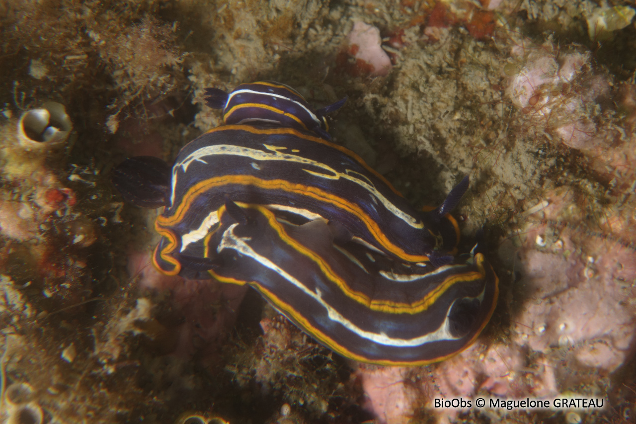 Doris de Fontandrau - Felimare fontandraui - Maguelone GRATEAU - BioObs