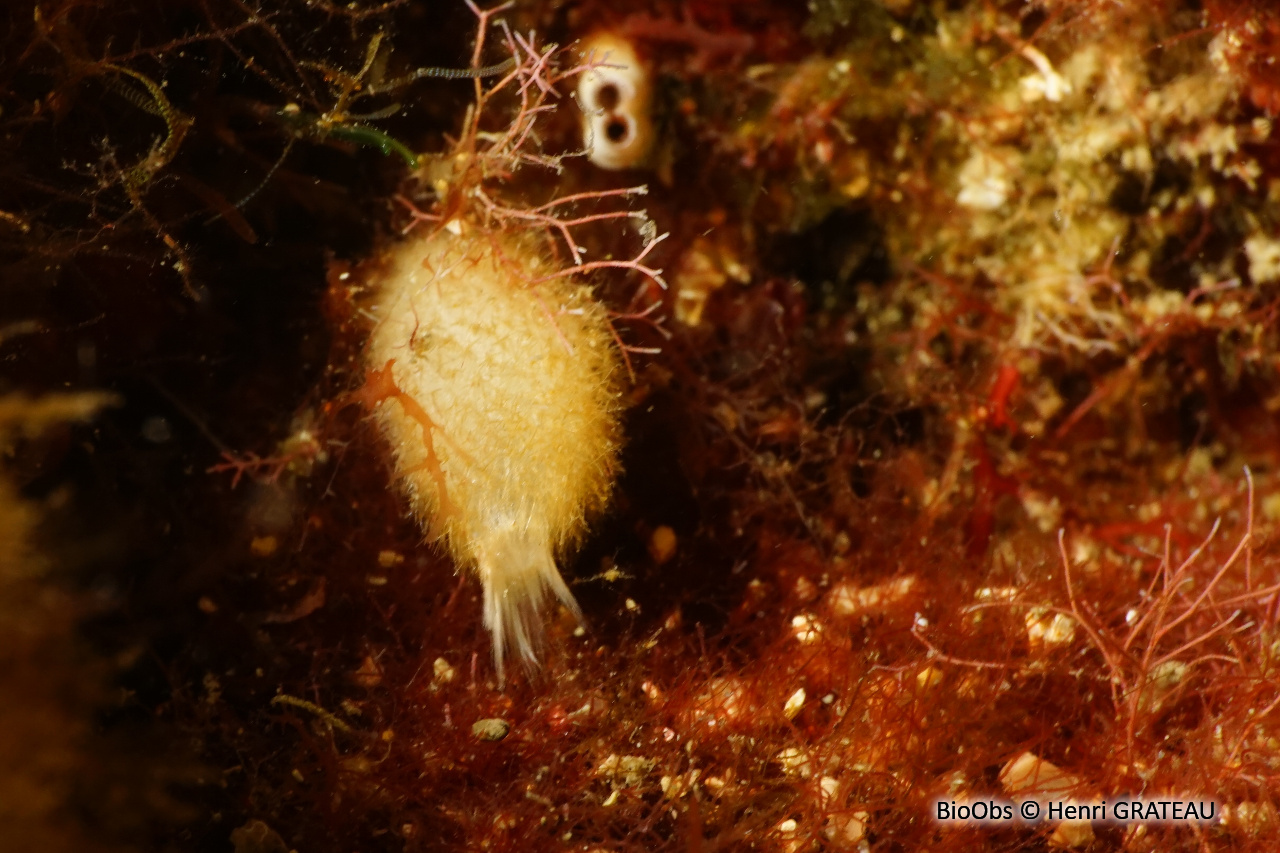 Eponge petit oeuf - Sycon ciliatum - Henri GRATEAU - BioObs