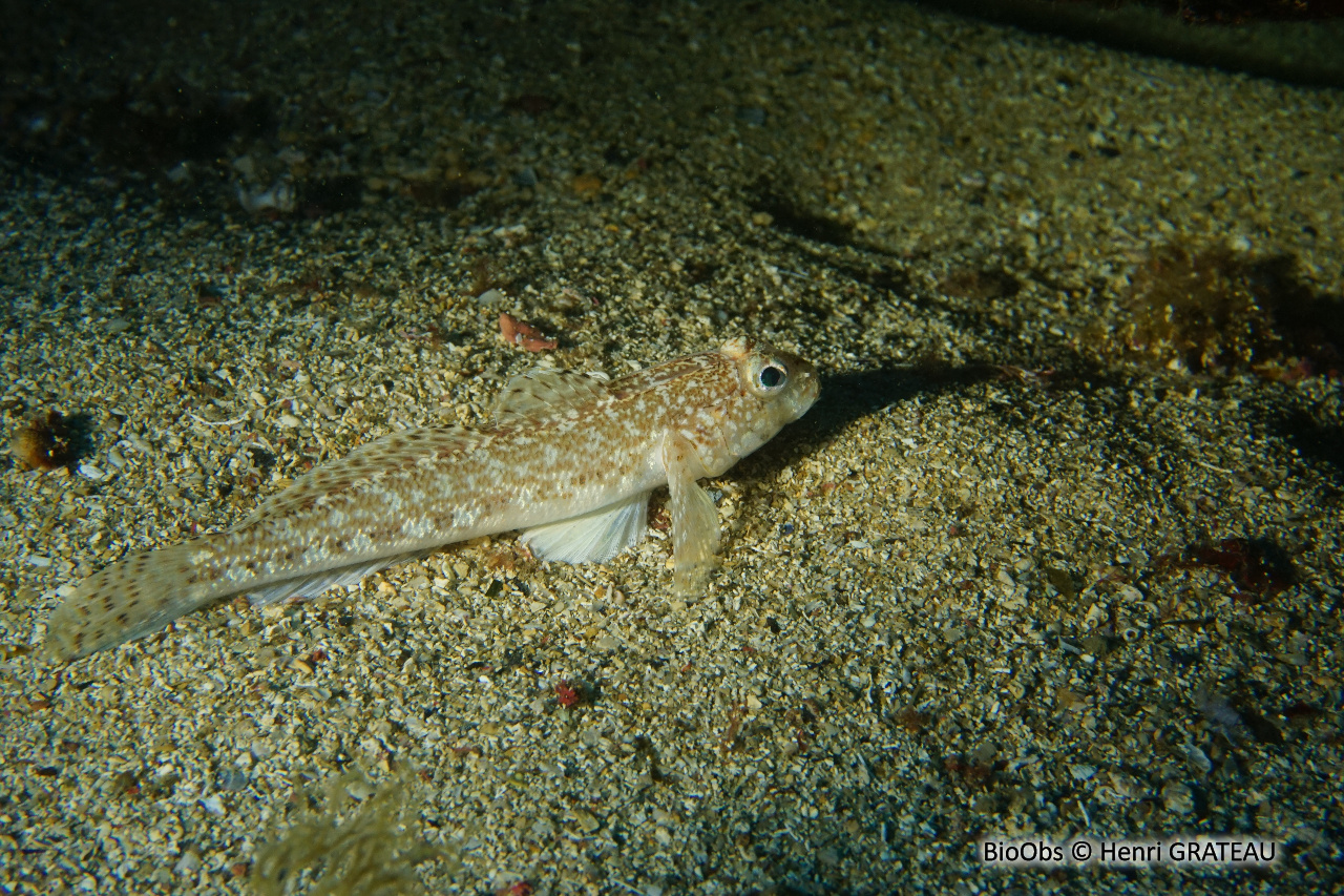 Gobie svelte - Gobius geniporus - Henri GRATEAU - BioObs