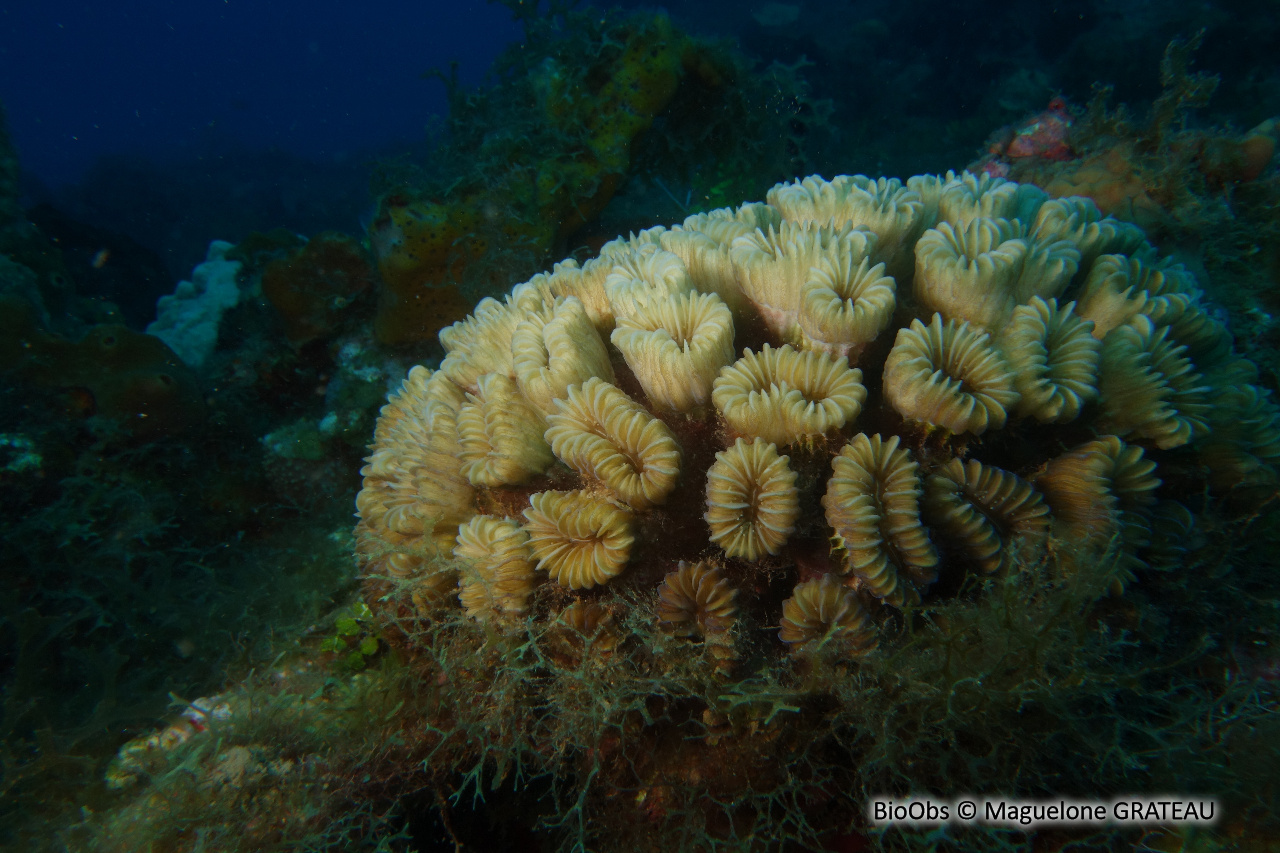 Corail-fleur doux - Eusmilia fastigiata - Maguelone GRATEAU - BioObs
