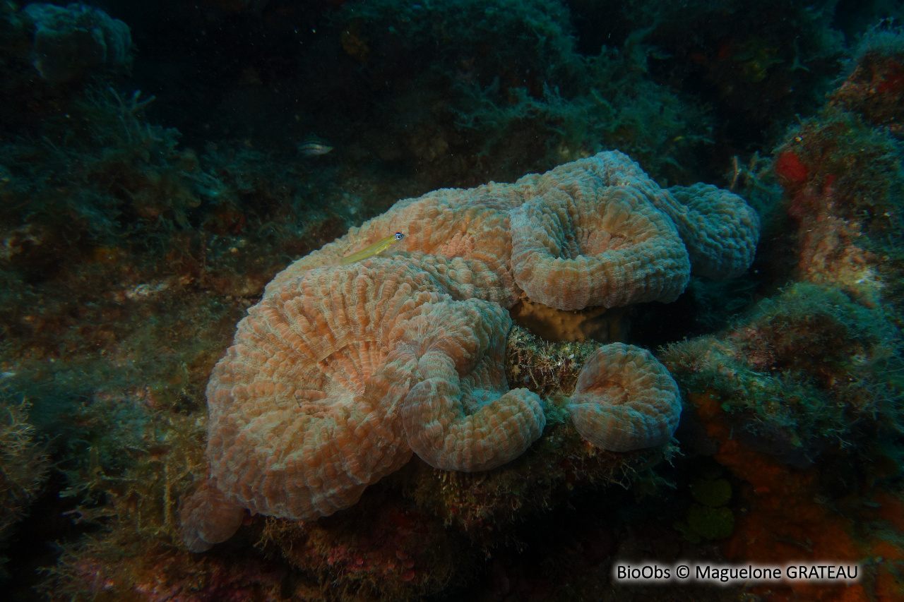 Corail-fleur épineux - Mussa angulosa - Maguelone GRATEAU - BioObs