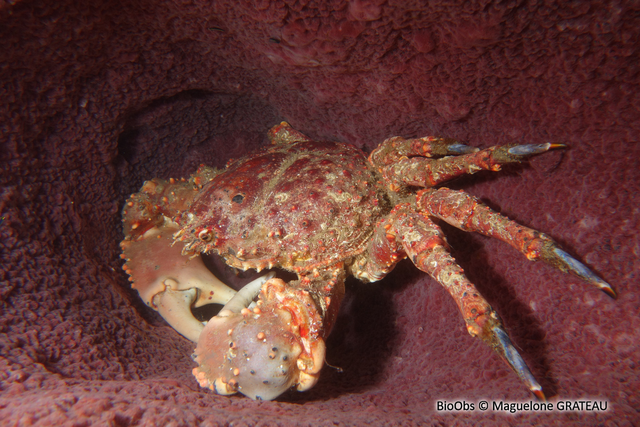 Araignée de mer verruqueuse - Maguimithrax spinosissimus - Maguelone GRATEAU - BioObs