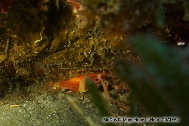 Petite rascasse de récif - Scorpaenodes caribbaeus - Maguelone GRATEAU - BioObs