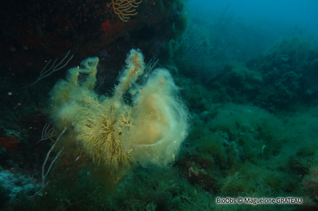 Algues brunes filamenteuses - Acinetospora crinita - Maguelone GRATEAU - BioObs