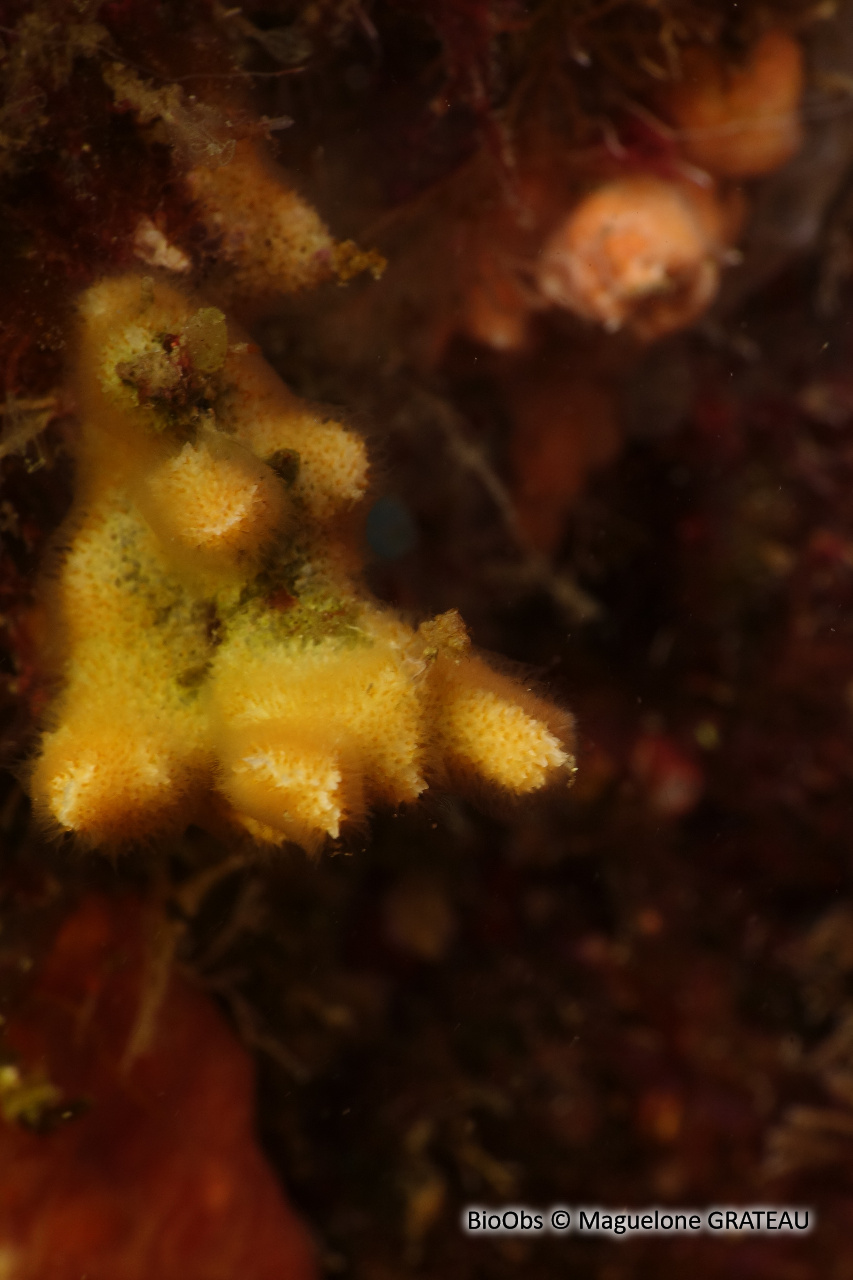 Bryozoaire corne d'élan - Dentiporella sardonica - Maguelone GRATEAU - BioObs