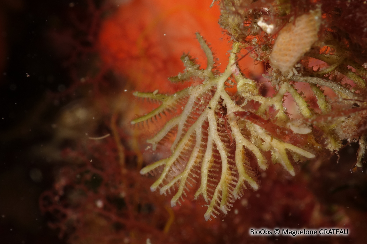 Bryozoaire palmier - Exidmonea atlantica - Maguelone GRATEAU - BioObs