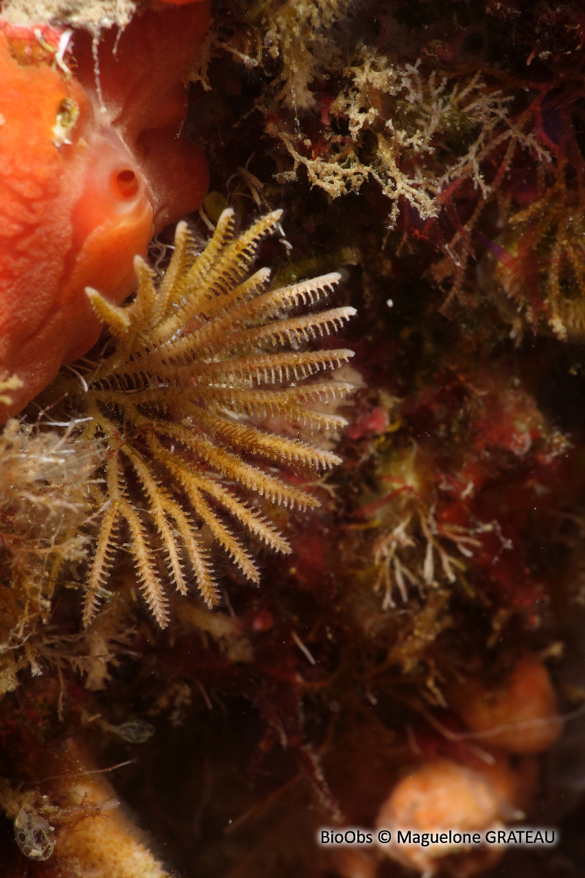 Bryozoaire palmier - Exidmonea atlantica - Maguelone GRATEAU - BioObs