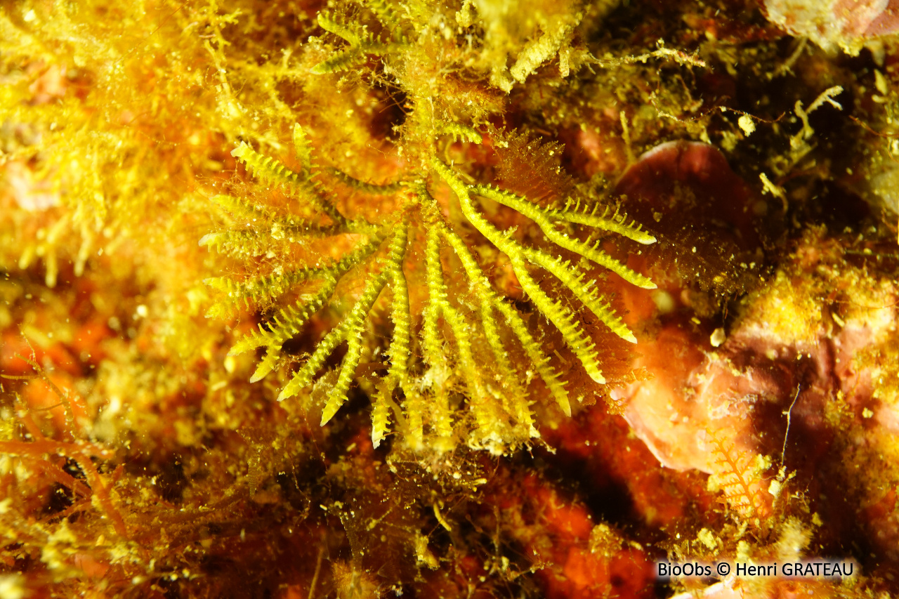Bryozoaire palmier - Exidmonea atlantica - Henri GRATEAU - BioObs