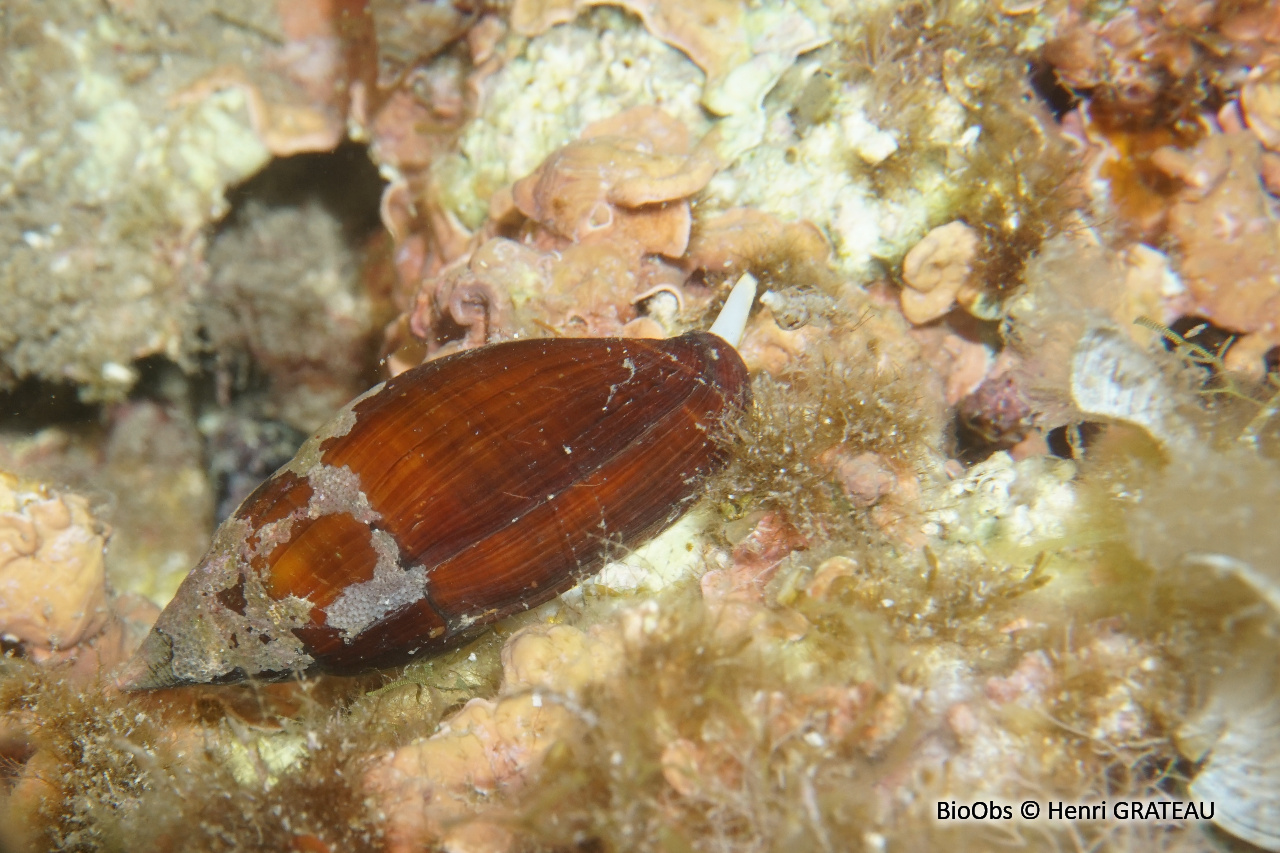 Mitre brune - Isara cornea Mitre brune - Isara cornea