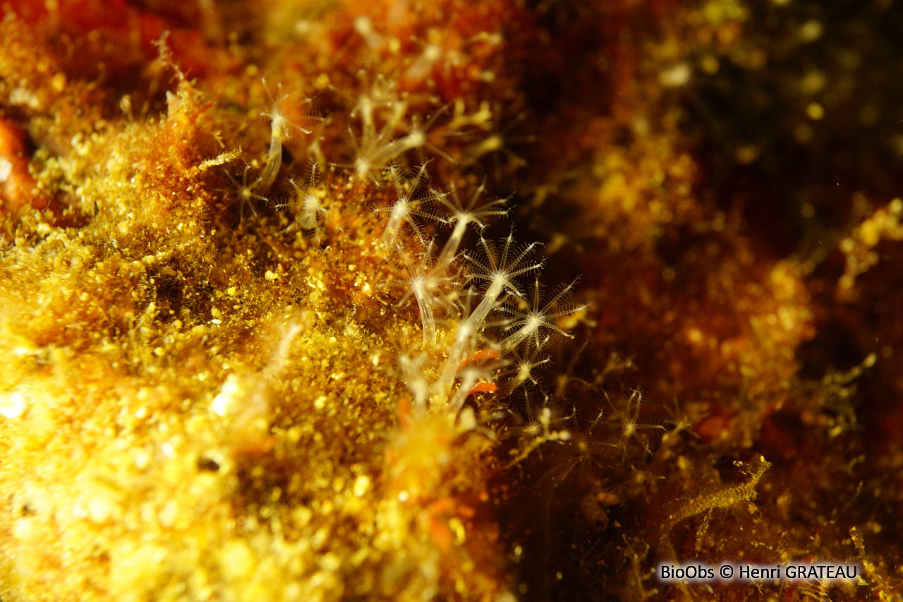 Corail corne d'abondance - Cornularia cornucopiae - Henri GRATEAU - BioObs