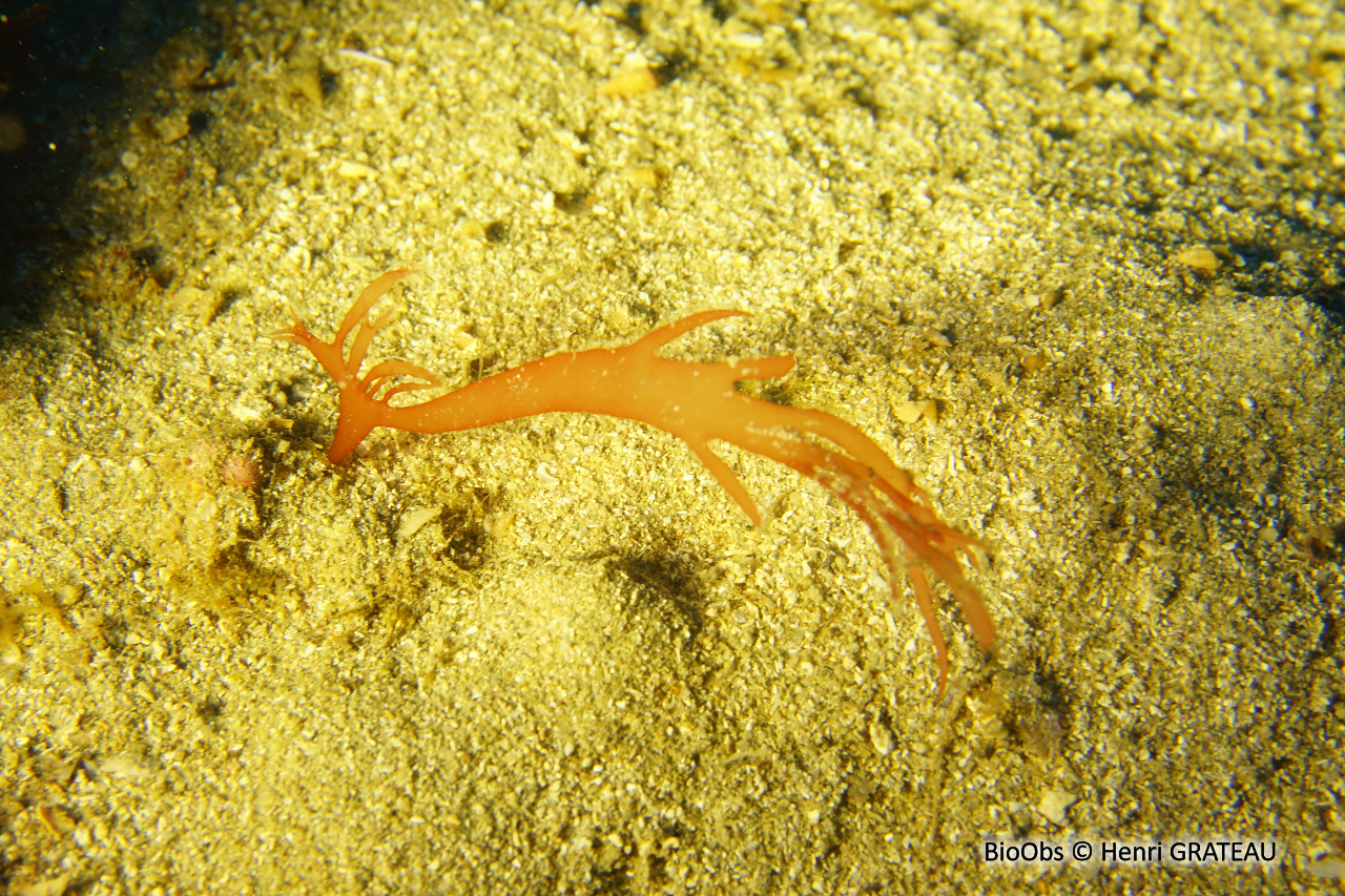 Halarachnion - Halarachnion ligulatum - Henri GRATEAU - BioObs