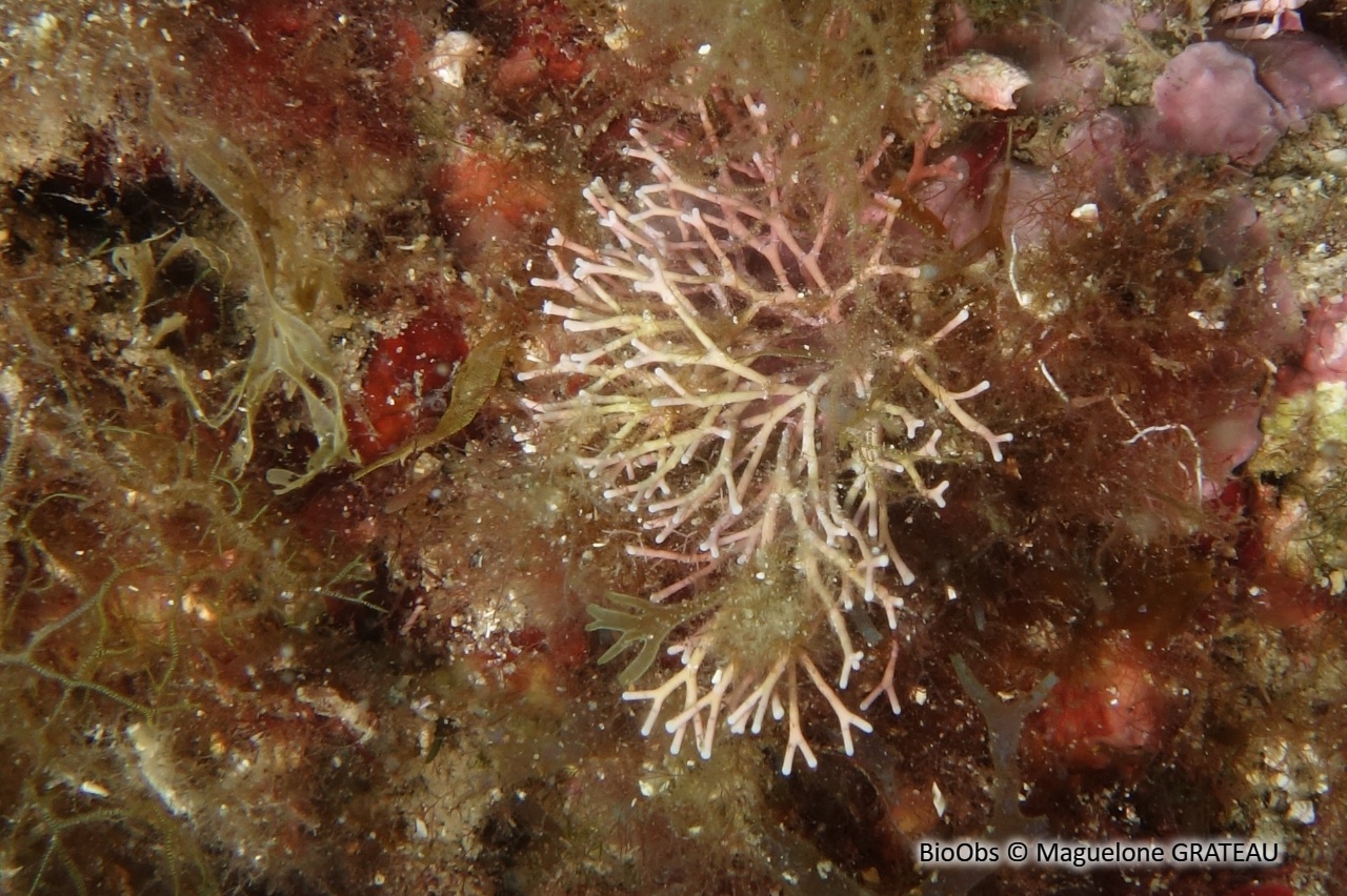 Amphiroa sciaphile - Amphiroa cryptarthrodia - Maguelone GRATEAU - BioObs