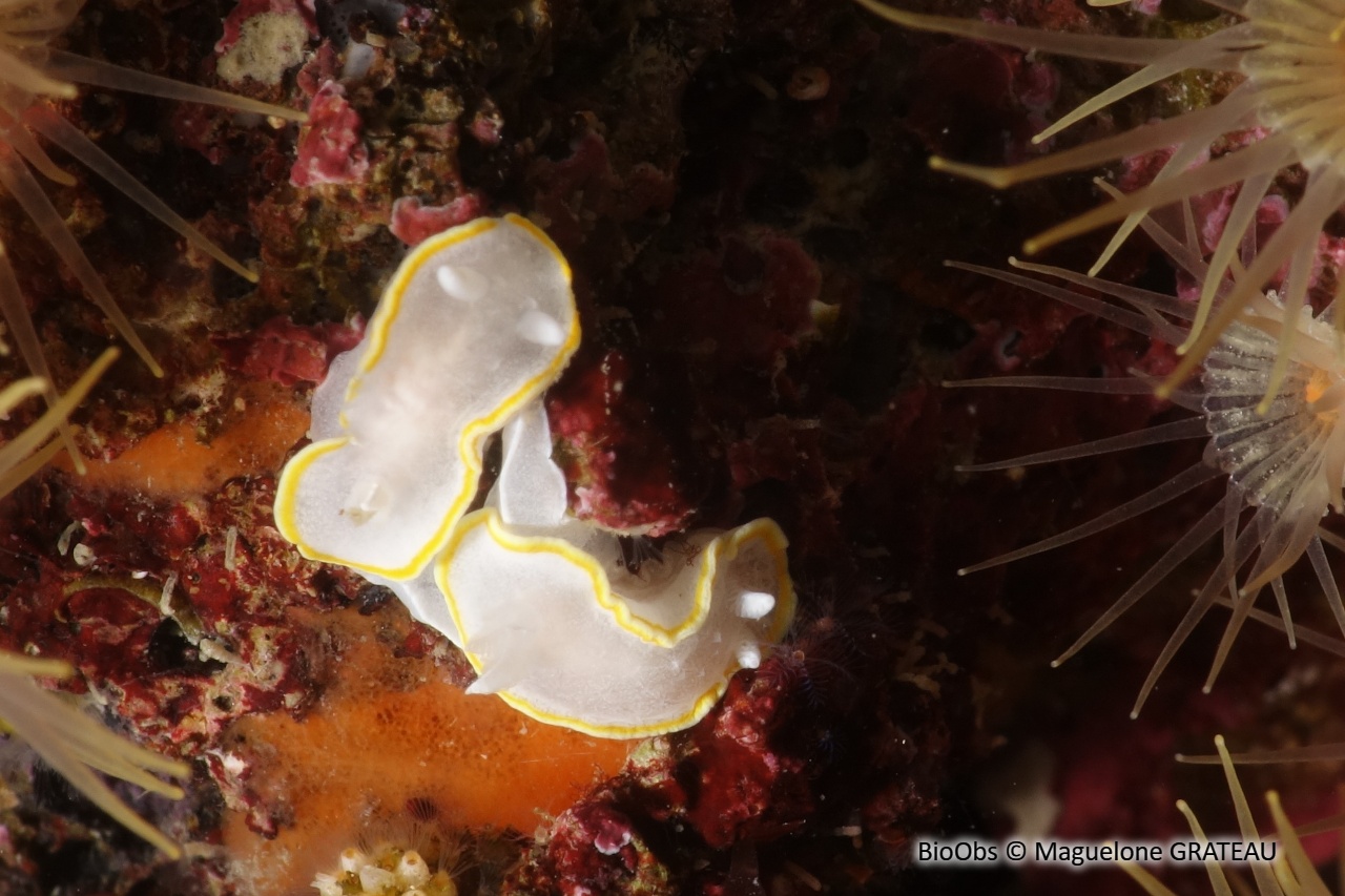 Doris blanc à couronne d'or - Diaphorodoris alba - Maguelone GRATEAU - BioObs
