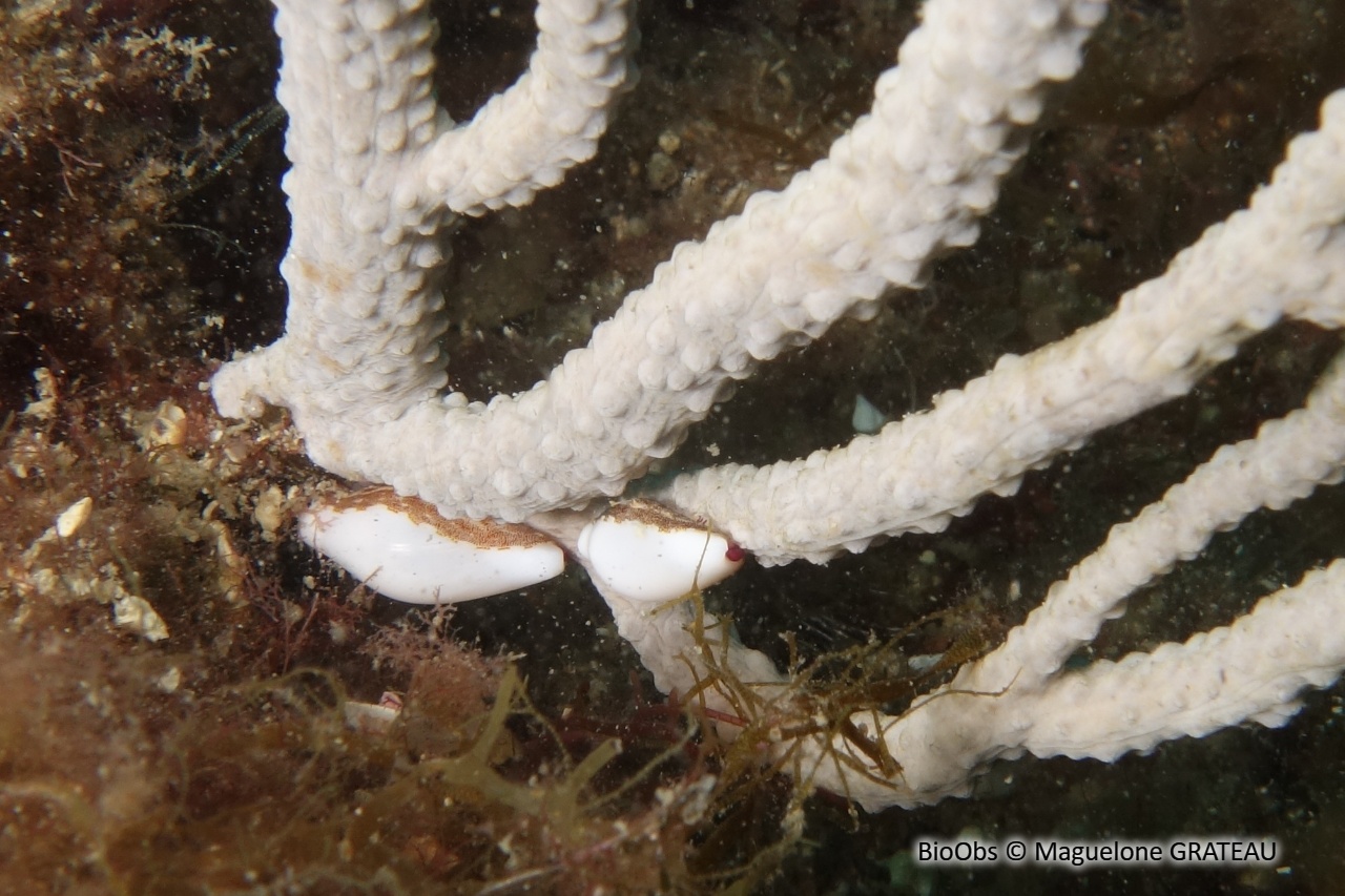 Simnie blanche - Simnia spelta - Maguelone GRATEAU - BioObs