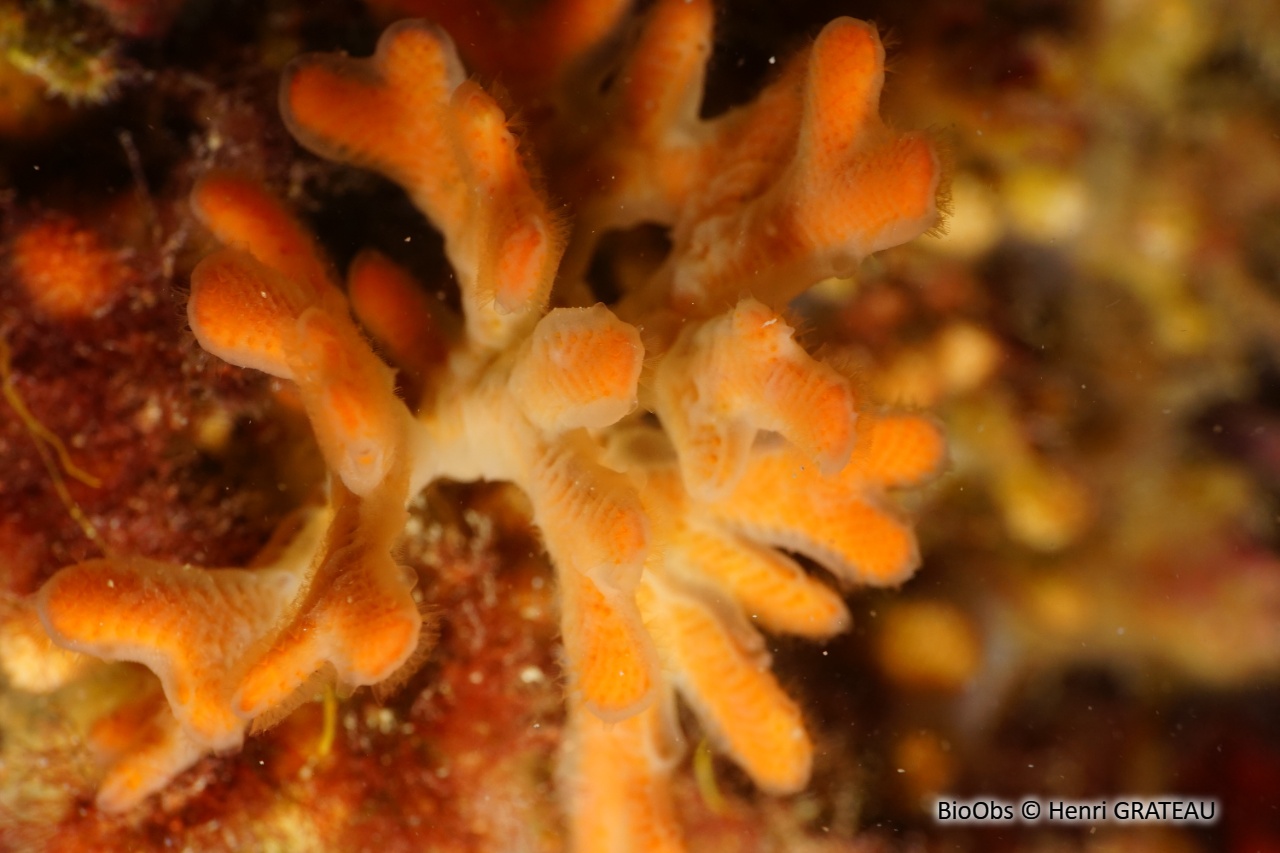 Eponge-voile - Halisarca harmelini - Henri GRATEAU - BioObs