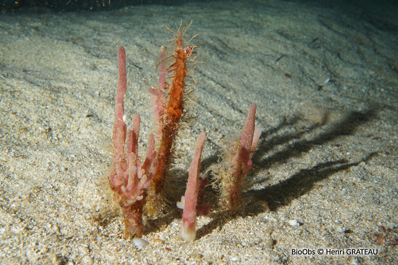 Eponge pagode - Oceanapia peltata - Henri GRATEAU - BioObs