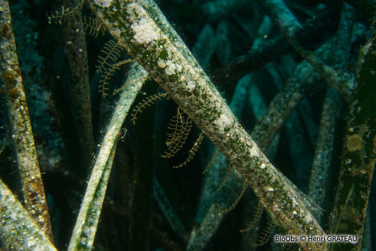 Aglaophenia à crochets - Aglaophenia harpago - Henri GRATEAU - BioObs