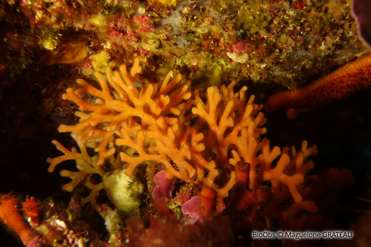 Adéonelle - Adeonella calveti - Maguelone GRATEAU - BioObs
