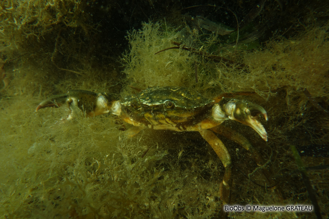 Crabe vert de Méditerranée - Carcinus aestuarii - Maguelone GRATEAU - BioObs