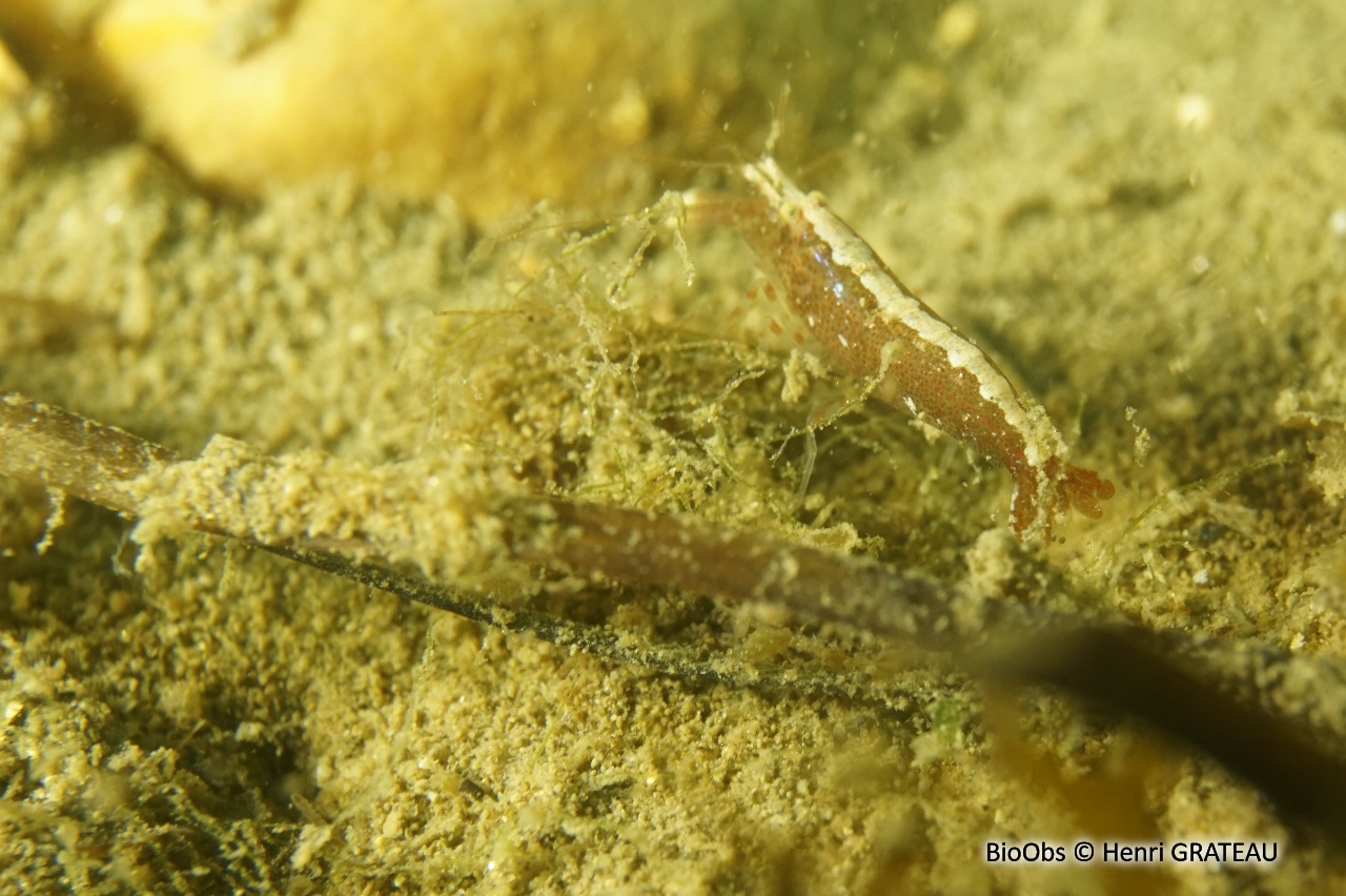 Crevette à capuchon - Athanas nitescens - Henri GRATEAU - BioObs