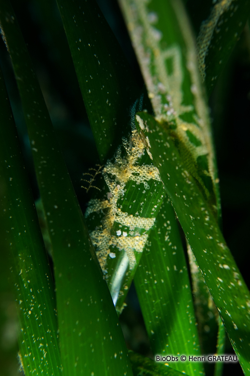 Bryozoaire de la posidonie - Electra posidoniae - Henri GRATEAU - BioObs