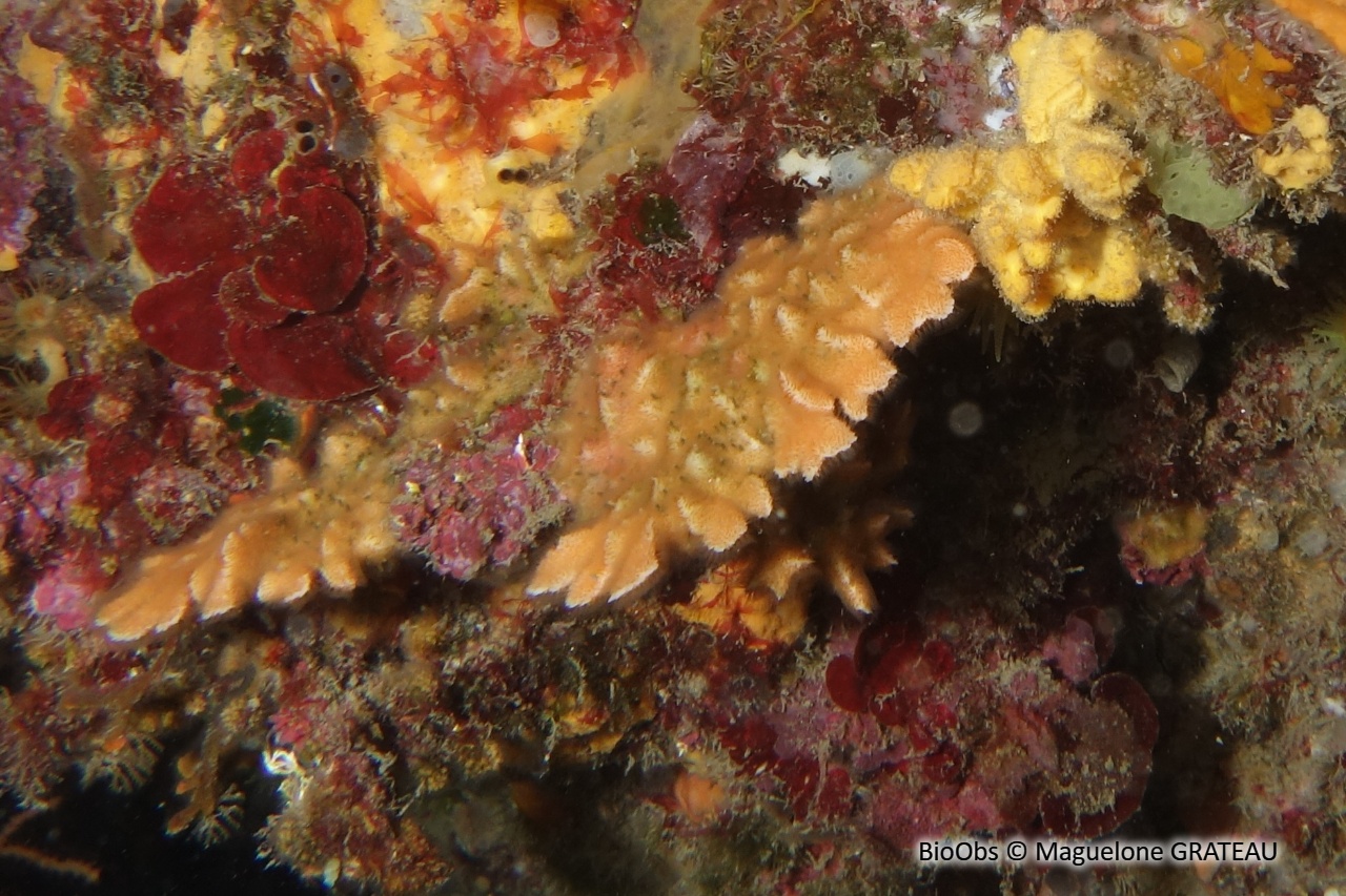 Bryozoaire corne d'élan - Dentiporella sardonica - Maguelone GRATEAU - BioObs