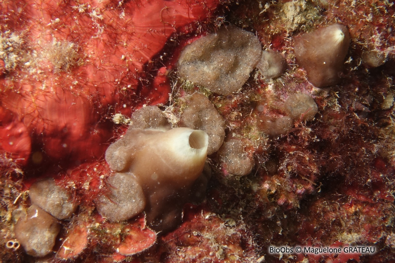 Clione verte - Cliona viridis - Maguelone GRATEAU - BioObs
