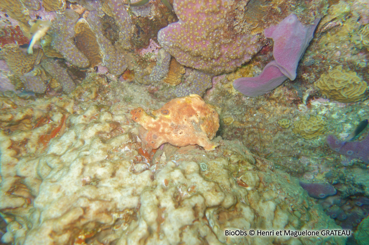 Antennaire longue ligne - Antennarius multiocellatus - Henri et Maguelone GRATEAU - BioObs