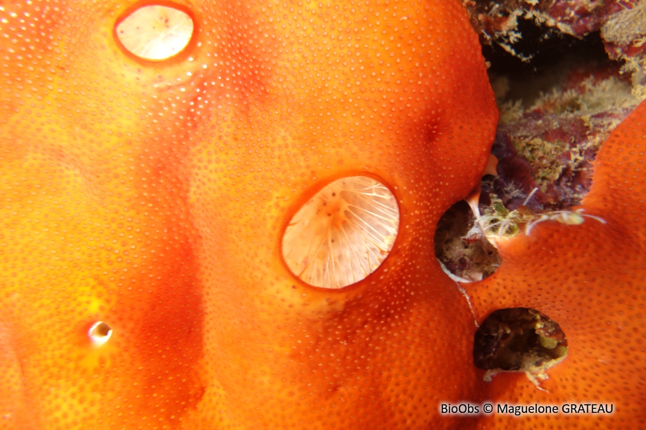 Didemnidés rouge lumineux - Didemnidae sp. - Maguelone GRATEAU - BioObs