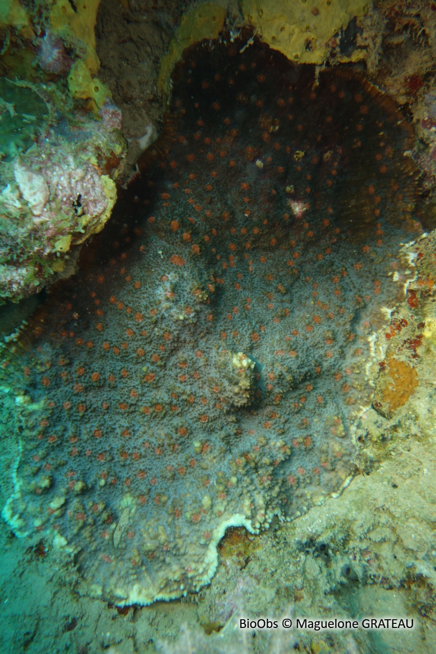 Corail-feuille rugueuse - Echinophyllia aspera - Maguelone GRATEAU - BioObs