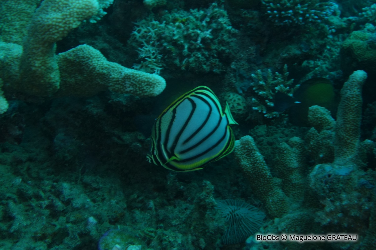 Poisson-papillon de Meyer - Chaetodon meyeri - Maguelone GRATEAU - BioObs