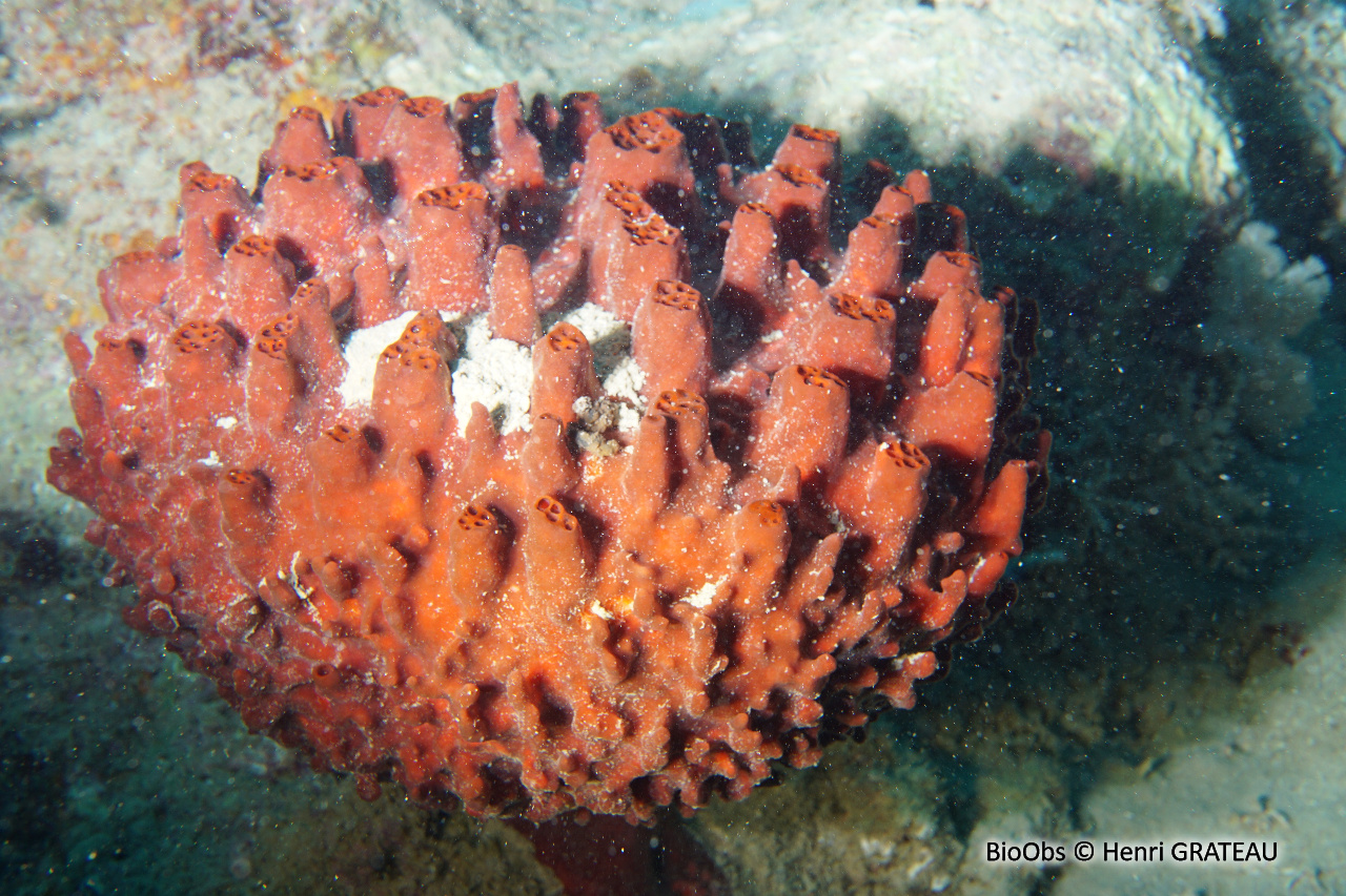 Eponge coussin rouge (proposition) - Oceanapia ramsayi - Henri GRATEAU - BioObs