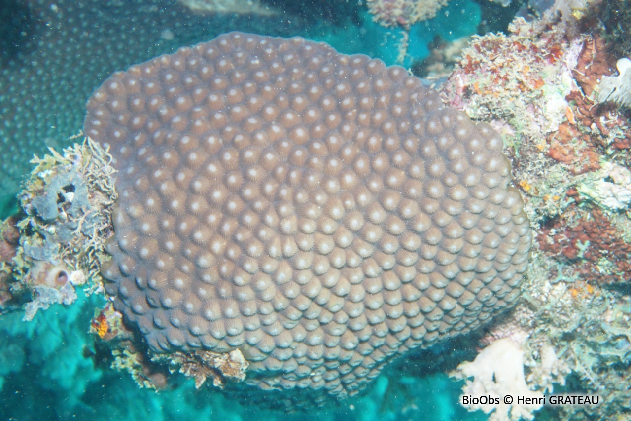 Astrea (genre) - Astrea - Henri GRATEAU - BioObs