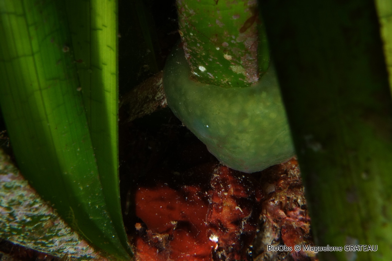 Polyclinidé vert sombre - Polyclinella azemai - Maguelone GRATEAU - BioObs
