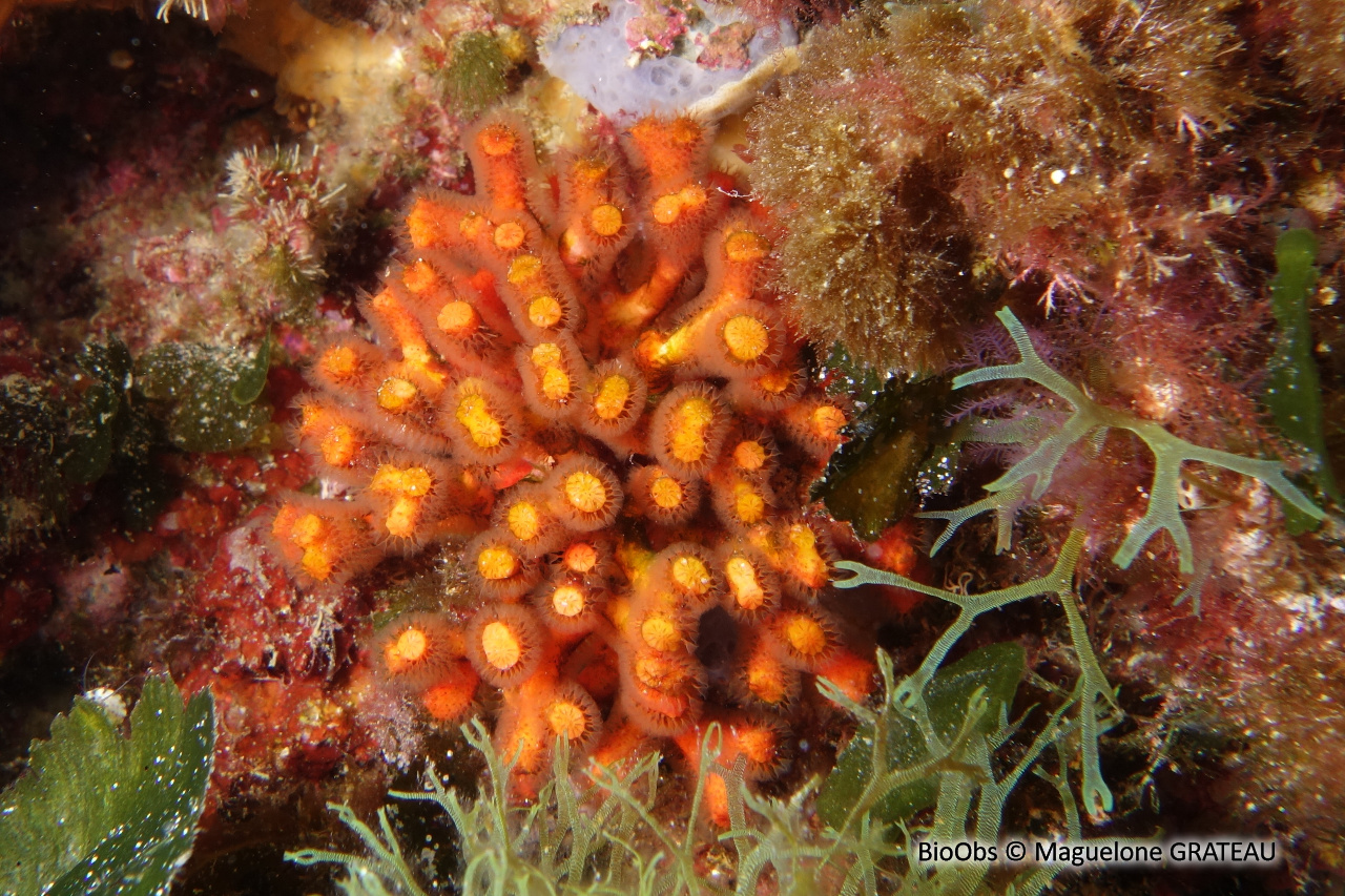 Faux corail - Myriapora truncata - Maguelone GRATEAU - BioObs