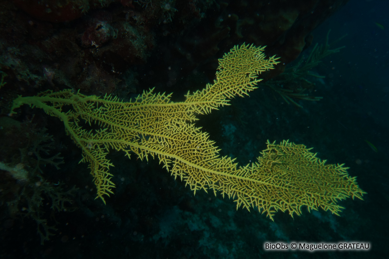 Gorgone de Maria - Gorgonia mariae - Maguelone GRATEAU - BioObs