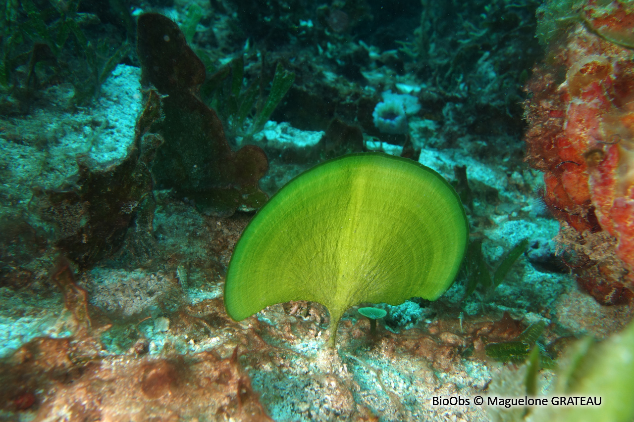 Algue pagaie - Avrainvillea asarifolia - Maguelone GRATEAU - BioObs