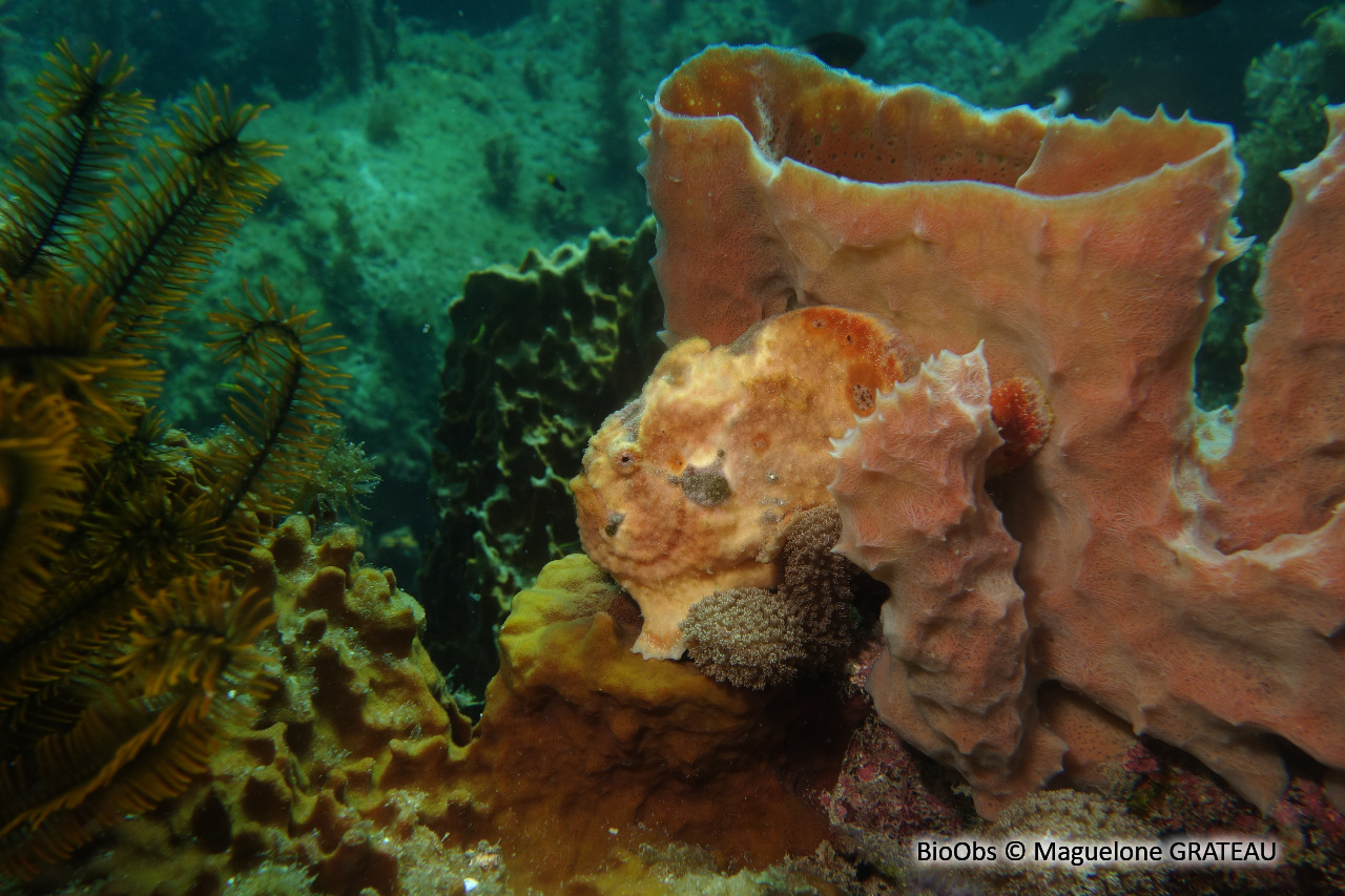 Antennaire longue ligne - Antennarius multiocellatus - Maguelone GRATEAU - BioObs