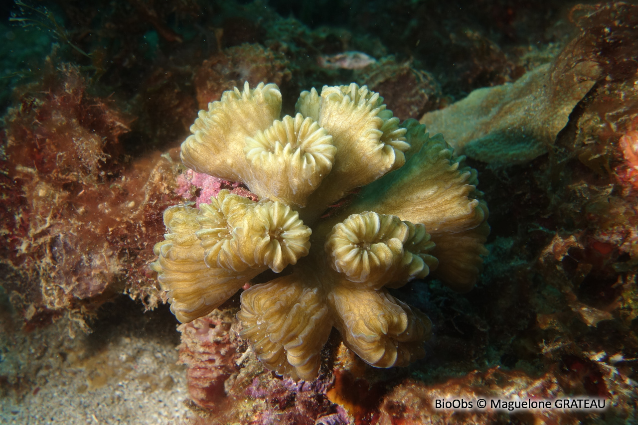 Corail-fleur doux - Eusmilia fastigiata - Maguelone GRATEAU - BioObs