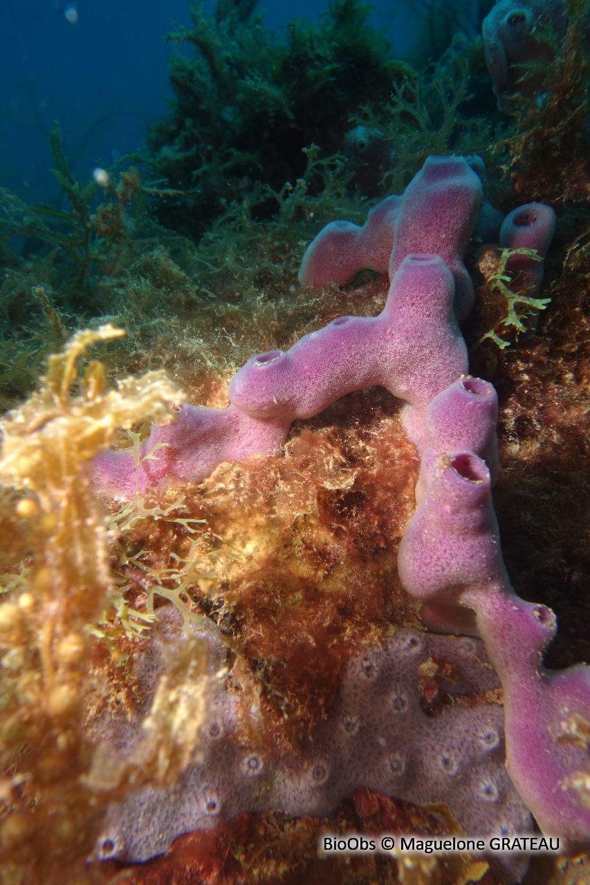 Eponge-pieuvre mauve rose - Callyspongia (Callyspongia) fallax - Maguelone GRATEAU - BioObs
