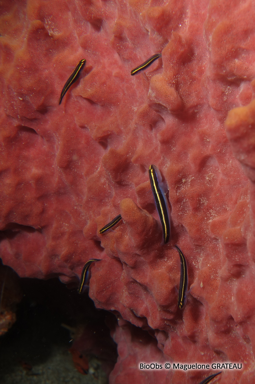 Gobie-néon nez jaune - Elacatinus randalli - Maguelone GRATEAU - BioObs