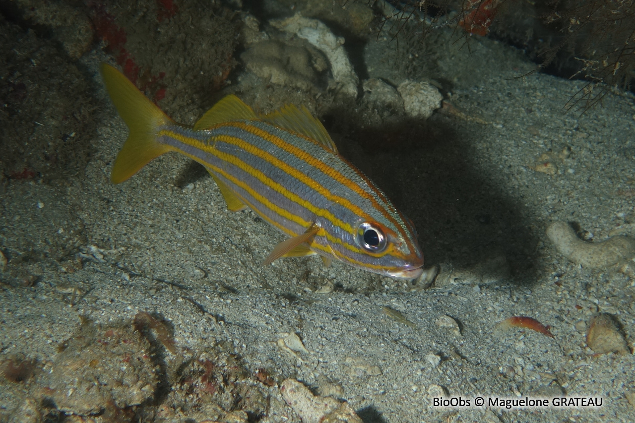 Gorette ti-bouche - Haemulon chrysargyreum - Maguelone GRATEAU - BioObs