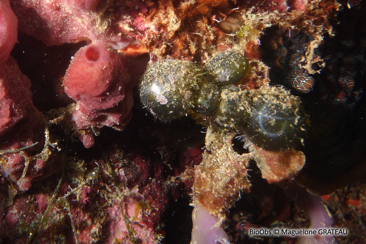 Valonie grosse bulle - Valonia macrophysa - Maguelone GRATEAU - BioObs