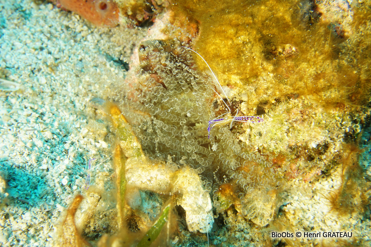 Anémone serpentin - Bartholomea annulata - Henri GRATEAU - BioObs