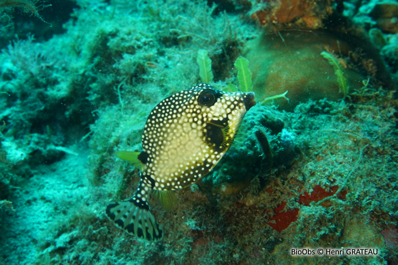 Coffre mouton - Lactophrys triqueter - Henri GRATEAU - BioObs
