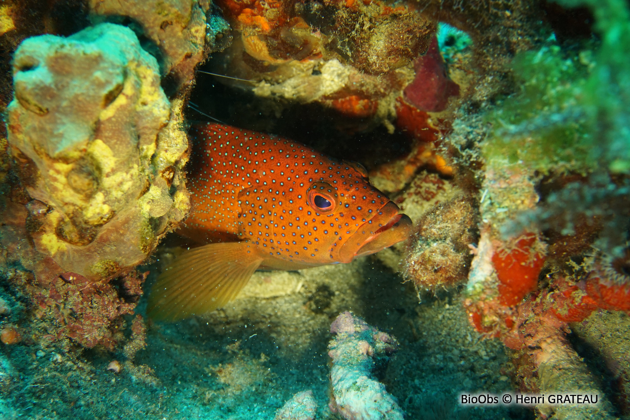 Coné ouatalibi - Cephalopholis fulva - Henri GRATEAU - BioObs