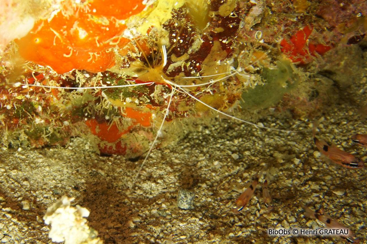 Crevette barbier caraïbes - Lysmata grabhami - Henri GRATEAU - BioObs